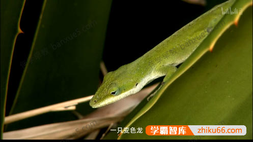 科普益智儿童动画《野生动物宝宝》全80集-百科启蒙-第5张