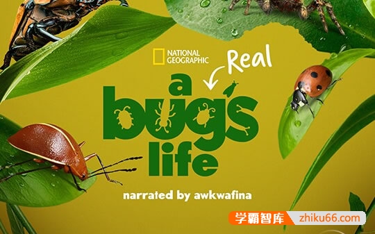 迪士尼自然科普纪录片《虫虫历险记 A Real Bug’s Life》第1季全5集